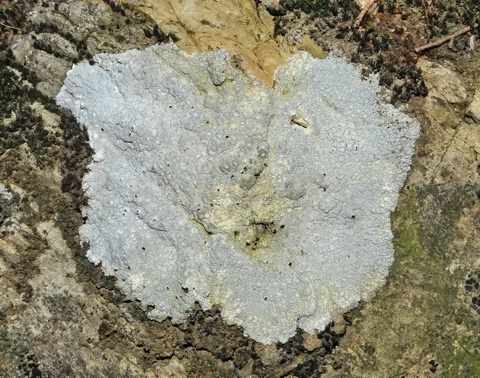 Lichene sopra arenaria